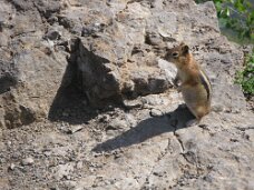 IMG_9174 Chipmunk