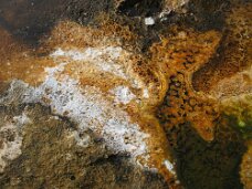 IMG_9864 A thermophile is an organism — a type of extremophile — that thrives at relatively high temperatures, between 45 and 122 °C (113 and 252 °F).