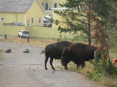IMG_9505 Bison in the morning in front of the hotel