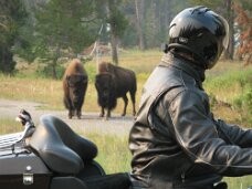 IMG_9508 Bison in the morning in front of the hotel