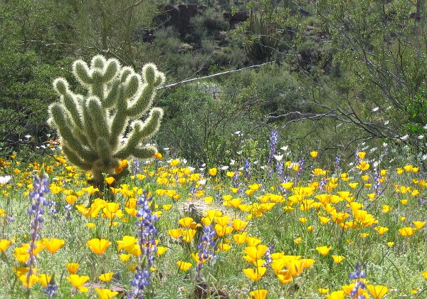 Desert in Bloom