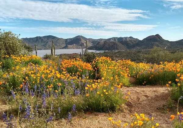 Desert in Bloom