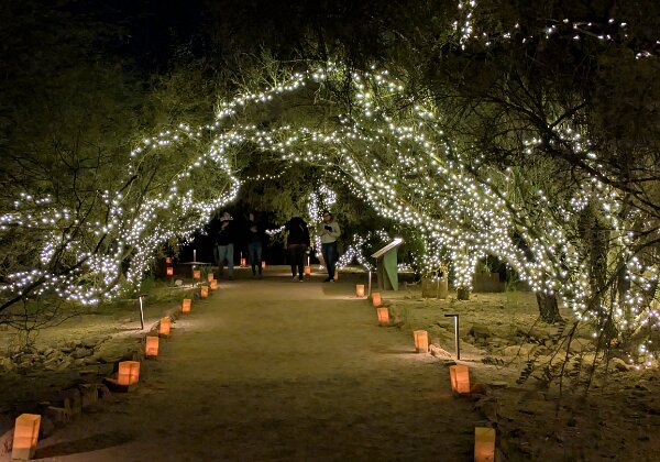 Desert Botanical Garden