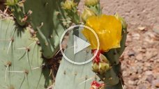 Cactus Flower-Keep On Cactus Flower - Time Lapse